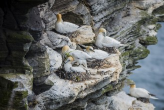 Northern gannet (Morus bassanus) in a breeding colony, Westray, Orkney Islands, Scotland, Great