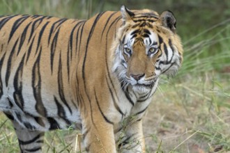 Tiger (Panthera tigris), Bengal tiger or Indian tiger, big cat (Pantherinae), carnivore