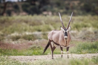 Gemsbok starring at the camera in the Kgalagadi Transfrontier Park, South Africa