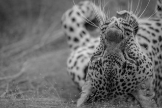Close up of a female Leopard laying in black and white in the grass in the Kruger National Park,