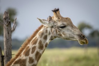 Close up of a Giraffe in the Okavango Delta, Botswana