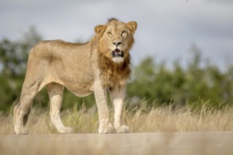 Young male Lion looking around in the Kruger National Park, South Africa