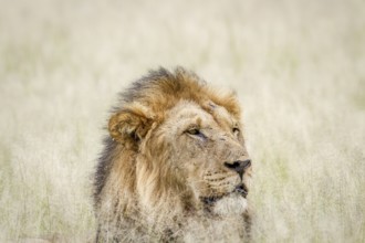 Close up of a big male Lion in the grass in the Central Kalahari, Botswana