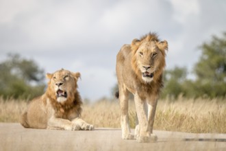 Two Lions staring at the camera in the Sabi Sand Game Reserve, South Africa