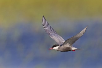 White-bearded Tern, (Chlidonias hybridus, Chlidonias hybrida, family of terns, flight, biotope,