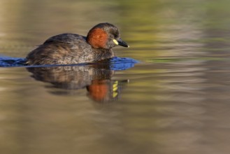 Little grebe, (Tachybaptus ruficollis), (Podiceps ruficollis), animals, birds, grebe family, swims