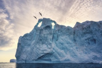 Greenland Ilulissat glaciers at ocean at polar night with birds