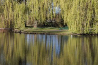 A bench stands under willow trees at the edge of a pond, Gescher, Münsterland, Germany
