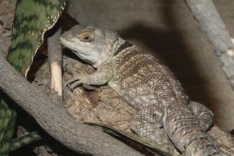 Madagascar iguana (Oplurus cuvieri)