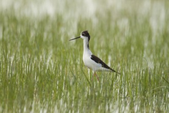 Black-winged Stilt (Himantopus himantopus)