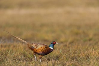 Pheasant, cock, male, (Phasianus colchicus), animals, birds, chicken family, centrapole, Kutno,
