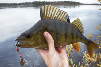 Good fishing on Northern rivers, caught perch. Big perch fish in hands, catch of fisherman, fishing