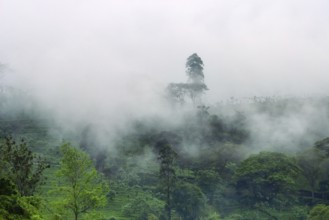 Central plateau in Sri Lanka. The cloudy mountains are covered with meadows and rain forest and