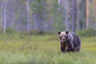European brown bear, animals, mammals, (Ursus arctos arctos), forest, Scandinavia, bear family,