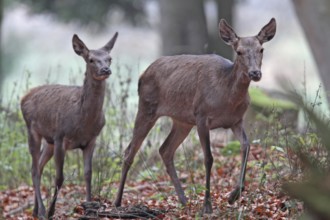 Red deer (Cervus elaphus)