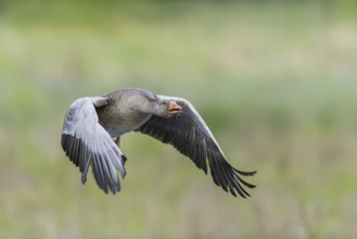 Greylag goose (Anser anser)