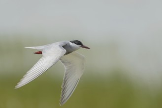 White-bearded Tern (Chlidonias hybrida)