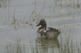 Garganey, male (Anas querquedula)