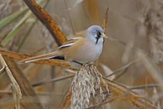 Bearded Tit (Panurus biarmicus)