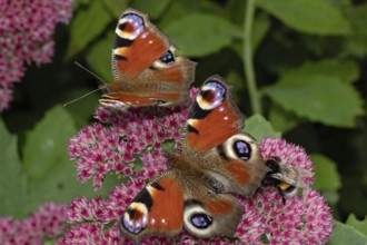 Peacock butterfly (Aglais io)