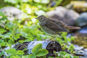 Thrush - sits on a birch trunk (Luscinia luscinia)