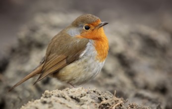 European robin (Erithacus rubecula)