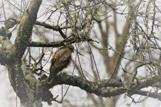 Common buzzard (Buteo buteo)