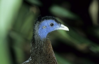 Argus pheasant (Argusianus argus)