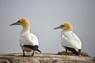 Northern gannet in the North Sea (Morus bassanus)