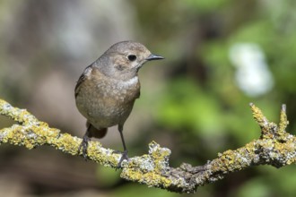 Common redstart - female on a branch (Phoenicurus phoenicurus)