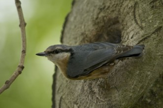 Nuthatch (Sitta europaea)