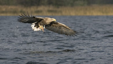 White-tailed eagle with preyed fish (Haliaeetus albicilla)