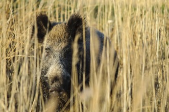 Wild boar (Sus scrofa)