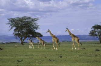 Giraffe (Giraffa camelopardalis)