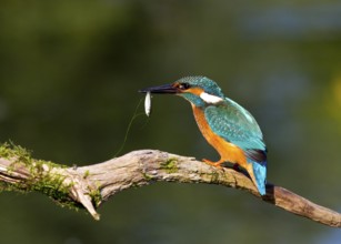 Successful dive (Alcedo atthis)
