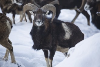 Mouflon (Ovis gmelini)