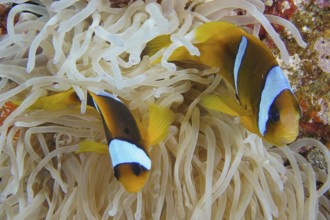 Red sea anemonefish (Amphiprion bicinctus)