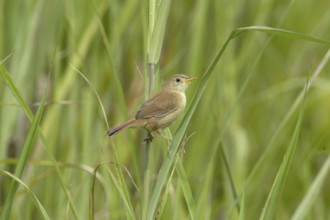 Malawi songbird (?)