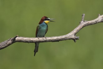 Bee-eater (Merops apiaster)