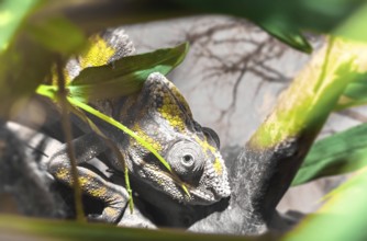 Panther chameleon (Chameleon Furcifer Pardalis Ambilobe), endemic reptile of Madagascar
