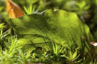 Blatt am Waldboden, Blatt am Waldboden