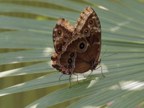 Two mating brown butterfly with intricate patterns rests on a green leaf under natural light,