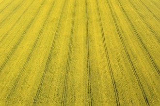 Aerial view of yellow rapeseed field. Aerial view agricultural fields