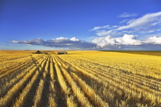 Huge fields of state of Montana after a harvest