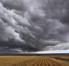 Thunderstorm above fields after harvesting. Montana, the USA