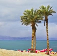 Three picturesque palm trees and bright red beach canopies on a beach of the Dead Sea in a