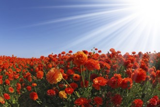 The sparkling sun rays illuminate a large field of blooming orange and white buttercups. Photo