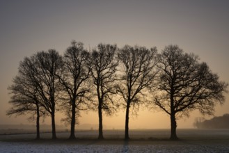 Row of trees at sunset near the Dutch village Holten in the province Overijssel