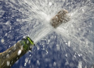 Popping cork of an opened champagne bottle
