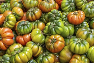 Beefsteak tomatoes in different colours for sale at a market